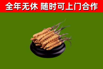 崂山回收冬虫夏草