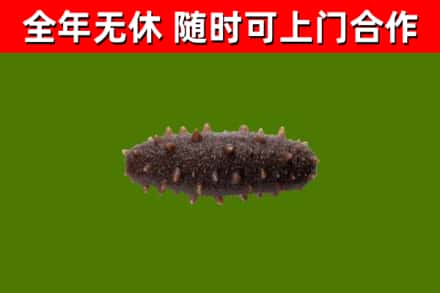 崂山回收海参干